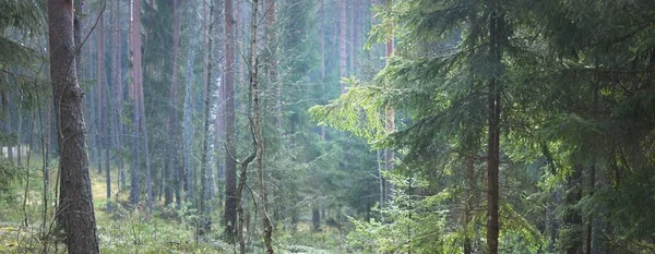 常緑の森の丘を通過します トウヒの木 木のログ 緑の植物 太陽の光 春の風景 ヨーロッパだ エコツーリズム — ストック写真