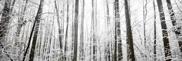 눈보라가 지나간 서리가 내리는 나무들 겨울의 생태학 모노크롬 이미지 대기권의 — 스톡 사진