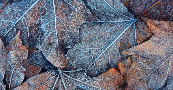 Suelo Del Bosque Hojas Arce Marrón Helada Cristalina Textura Fondo — Foto de Stock