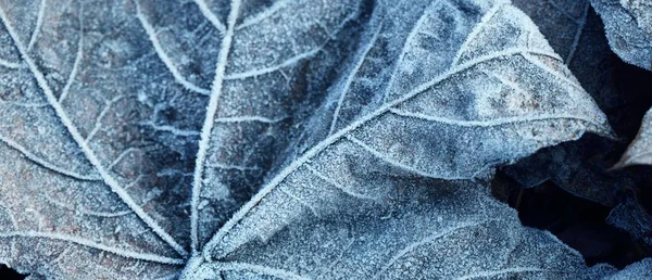 Bos Vloer Van Bruine Esdoorn Bladeren Bedekt Met Kristalheldere Vorst — Stockfoto