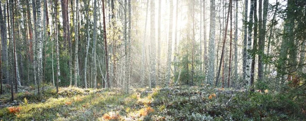 Ścieżka Przez Wiecznie Zielony Las Pokryty Mrozem Miękkie Światło Zachodu — Zdjęcie stockowe
