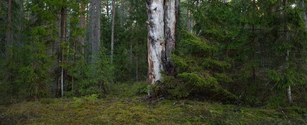 Sentiero Attraverso Foresta Sempreverde Coperta Brina Luce Soffusa Del Tramonto — Foto Stock