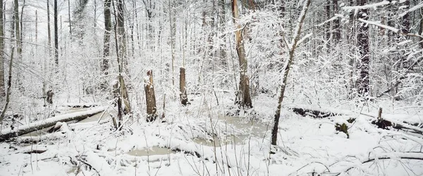 Ośnieżony Las Bagienny Zamieci Drzewa Bliska Krajobraz Atmosferyczny Zimowa Kraina — Zdjęcie stockowe