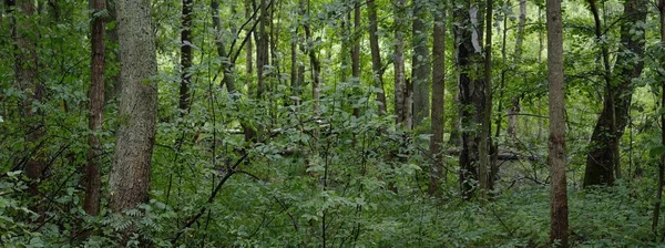 Záhadný Opadavý Les Zataženo Letní Den Mohutné Mechové Kmeny Stromů — Stock fotografie