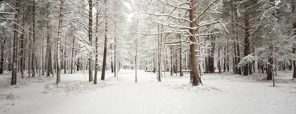 雪を介してパス 松の木の森覆われた ブリザード 木を閉じる 大気の風景 牧歌的な田園風景 冬の不思議の国 クリスマス休暇 エコツーリズム — ストック写真