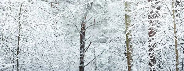 覆盖着白雪的常绿森林小山 云杉树的特写 从一个路径来看 大气景观 冬天的仙境气候变化 自然和环境保护 — 图库照片