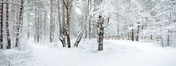 暴风雪过后 穿过白雪覆盖的森林小山的小径 天然隧道大气景观 冬天的仙境气候变化 环境保护 — 图库照片