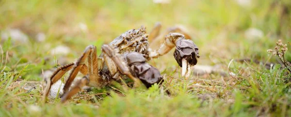 Καβούρι Eriocheir Sinensis Πράσινο Γρασίδι Κοντινό Πλάνο Θαλασσινά Περιβαλλοντική Καταστροφή — Φωτογραφία Αρχείου