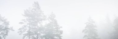 Gündoğumunda Evergreen ormanı, çam ve çam ağaçları. Idyllic atmosferik manzara. Sabah sisi. Monokrom görüntüsü. Finlandiya 'da çevre koruma