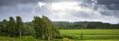 Arka planda yeşil alan ve orman var. Huş ağaçları yakın plan. Kara fırtına bulutları. Kır manzarası. Hava kararsız. - Letonya. Kasırga, meteoroloji, ekoloji, doğa olayları