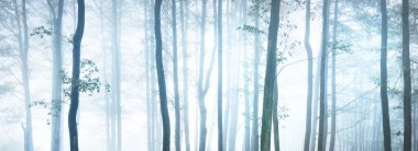 Karanlık, görkemli, sisli bir orman. Gizemli ışık. Doğa, ekoloji, çevre koruma. Atmosferik manzara. Panoramik manzara. Yalnızlık, sessizlik, gotik kavramlar.