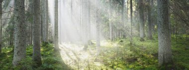 Güneş ışınları kozalaklı ağaç gövdelerinden gün doğumunda akıyor. Sabah sisinde Evergreen Ormanı. Genç köknar ve uzun çam ağaçları. Idyllic manzara. Finlandiya 'da çevre koruma
