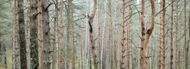 Eski yosunlu çam ağacı gövdeleri yakın çekimde. Kozalaklı ormanın manzarası. Baharın başında. Finlandiya