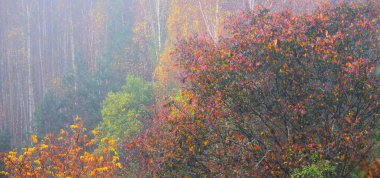 Sis altındaki altın sonbahar ormanının resimli panoramik hava manzarası. Güçlü ağaçlar. Doğa, ekoloji. eko-turizm, yürüyüş, çevre koruma