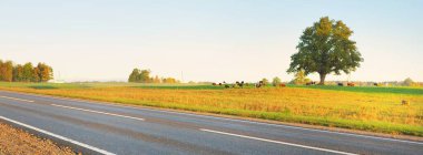 Karayolunun panoramik manzarası (yeni asfalt yolu) gün doğumunda sisli bir havada tarla ve ormanın içinden geçer. Kudretli meşe ağacı yakın plan. Saf altın ışık, berrak gökyüzü. Ulaşım, tatiller, sürüş, özgürlük