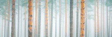 Yoğun beyaz sisli, yeşil ormanın resimli panoramik manzarası. Atmosferik sonbahar manzarası. Sonbahar mevsimi, ekoloji, çevre, saf doğa.