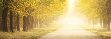 Güçlü ağaçların arasından tek şeritli kırsal yol. Doğal tünel. Güneş ışığı, güneş ışığı, sis, gölgeler. Peri sonbahar sahnesi. Umut, cennet kavramları. Doğa, ekoloji, yürüyüş, bisiklet