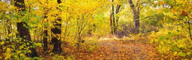 Ormandaki patika (kırsal yol, sokak). Renkli yeşil, sarı, turuncu, altın yapraklı yaprak döken ağaçlar. Dalların arasından güneş ışınları. Doğal tünel. Sonbahar, mevsimler, çevre