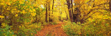 Ormandaki patika (kırsal yol, sokak). Renkli yeşil, sarı, turuncu, altın yapraklı yaprak döken ağaçlar. Dalların arasından güneş ışınları. Doğal tünel. Sonbahar, mevsimler, çevre