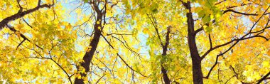 Renkli yeşil, sarı, turuncu, altın yapraklı güçlü ağaçların alçak açılı görüntüsü. Dalların arasından güneş ışınları, yumuşak ışık. Doğal doku, grafik kaynaklar. Sonbahar, mevsimler, çevre