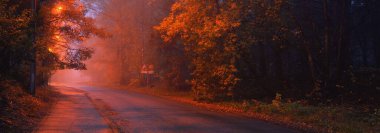 Ağaçların arasından geçen, boş, asfalt bir köy yolu ve yağmurlu bir günde, sisli bir kasabada küçük bir kasaba, yakındaki sokak lambaları, kırmızı ışık. Yolculuk, ulaşım, iletişim, sürüş