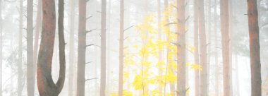 Sis içindeki görkemli orman. Güçlü ağaçlar, renkli yapraklar, yosun, eğrelti otu, bitkiler. Atmosferik panoramik manzara. Yumuşak güneş ışığı. Ekoloji, mevsimler, sonbahar, eko turizm