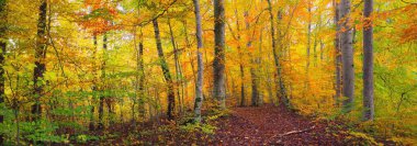 Kayın ağacı ormanındaki tepelerin panoramik manzarası. Güçlü ağaç gövdeleri, sarı, kırmızı, turuncu yapraklar. Idyllic sonbahar manzarası. Sonbahar mevsimi, ekoloji, doğa, çevre, eko-turizm, eğlence. Almanya