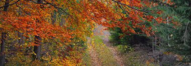 Kayın ağacı ormanından geçen kırsal yol. Doğal tünel. Güçlü ağaç gövdeleri, sarı, kırmızı, turuncu yapraklar. Idyllic sonbahar manzarası. Ekoloji, doğa, eko-turizm, eğlence, İskandinav yürüyüşü. Almanya