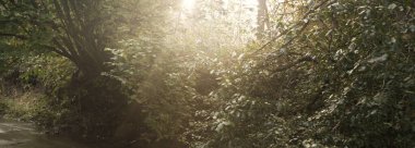 Gün doğumunda karanlık ormanda vahşi bir nehir. Saf sabah ışığı, güneş ışınları, sis, sis. Yaşlı ağaçlar, yosunlar, bitkiler, kayalar. Uzun pozlama. Atmosferik sonbahar manzarası. Sonbahar mevsimi, ekoloji