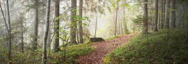 Gizemli bir sabah sisinin içinde ormanın içinden geçen yol renkli ağaçların doğal tüneli, yumuşak ışık. Idyllic sonbahar sahnesi. Saf doğa, ekoloji, mevsimler. Atmosferik manzara. Sigulda, Letonya;