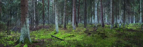 远眺多雾的常绿森林 远古高松树干的特写 趴在地上 黑暗的风景 爱沙尼亚 — 图库照片