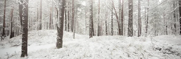 Karla Kaplı Evergreen Orman Tepeleri Kar Fırtınası Çam Çam Ağaçları — Stok fotoğraf