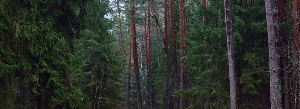 Widok Mglistego Wiecznie Zielonego Lasu Starożytnej Wysokiej Sosny Pni Jodły — Zdjęcie stockowe