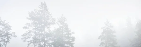 Bosque Siempreverde Amanecer Alfileres Abetos Paisaje Atmosférico Idílico Niebla Matutina — Foto de Stock