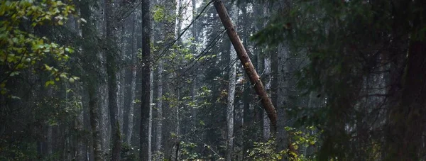 Dark Majestic Evergreen Forest Fog Mysterious Light Nature Ecology Environmental — Fotografia de Stock