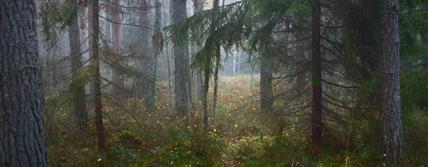 Nebbia Mattutina Una Foresta Mista Conifere Primo Piano Pini Abeti — Foto Stock