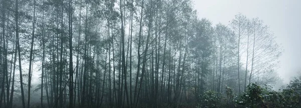 Високі Силуети Дерев Густому Ранковому Тумані Світло Тече Крізь Стовбури — стокове фото