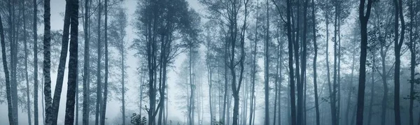 Dark Majestic Evergreen Forest Fog Mysterious Light Nature Ecology Environmental — Fotografia de Stock