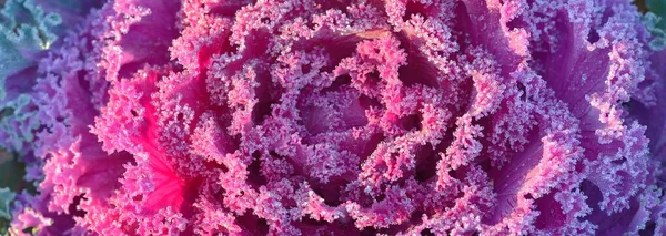 Morning Hoar Frost Purple Leaves Decorative Ornamental Cabbage Close Colorful — Stock Photo, Image