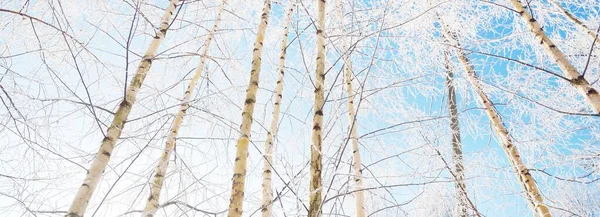 吹雪の後 白樺林の低角度ビュー 木の幹を閉じます 枝に霜が降ります 真っ青な空 暖かい日差し ラトビア — ストック写真