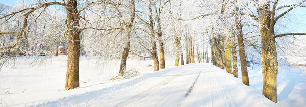 晴れた日には背の高い霜の木を通って空の雪で覆われた路地 地面に影 明るい青空 暖かい日差し ラトビア — ストック写真