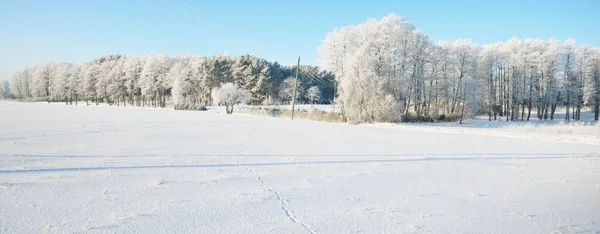 Schneebedecktes Feld Mit Frostigen Bäumen Hintergrund Lettland Transformatormast Und Stromkabel — Stockfoto