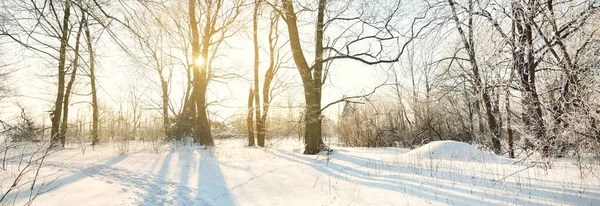 在暴风雪之后 一条穿过古城公园的小路 高大的树干紧贴着 树枝上有白霜 新雪中的人类脚印 地面上的阴影 晴朗的蓝天 拉脱维亚 冬季场景 — 图库照片