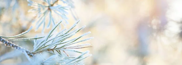 Hoar Frost Young Green Fir Tree Branch Needles Close Coniferous — Stock Photo, Image