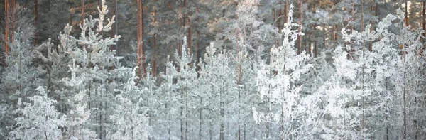 日落时分 云杉和松树 暴风雪过后的针叶林 阳光穿过树干发出光芒 冬天的仙境芬兰 — 图库照片
