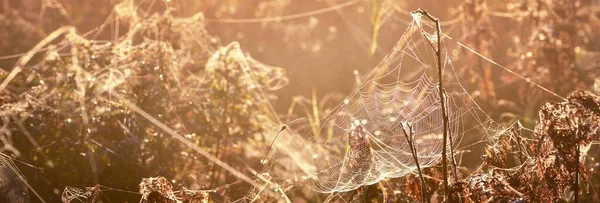 Pavučina Rostliny Ranní Mlze Při Východu Slunce Zblízka Záhadná Lesní — Stock fotografie