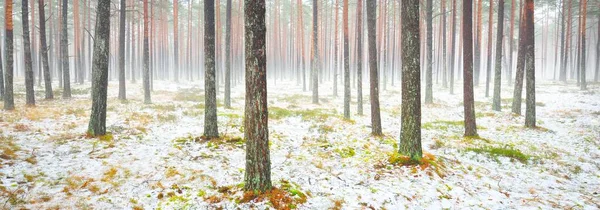 Sisli sonbahar ormanındaki ilk kar. Yeşil çimenler, yerde kırmızı ve turuncu yapraklar, uzun yosunlu çam ağaçlarının gövdeleri. Finlandiya