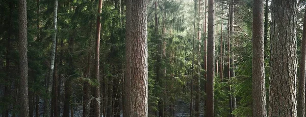 一条小路穿过白雪覆盖的小山 在混杂着针叶林 绿松和云杉树的小径上 树木密密麻麻 阳光穿过树干 冬季乡村风景 — 图库照片