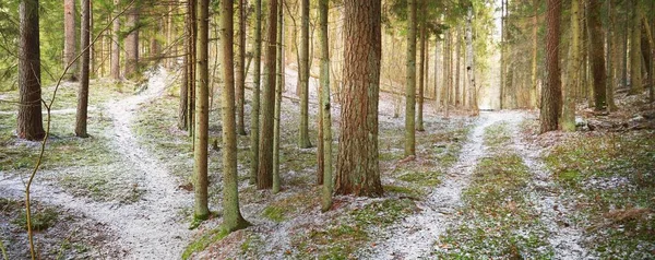 Ścieżka Przez Pokryte Śniegiem Wzgórze Mieszanym Lesie Iglastym Zielone Sosny — Zdjęcie stockowe