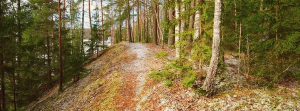 Stezka Zasněženým Kopcem Smíšeném Jehličnatém Lese Zelené Borovice Smrky Polena — Stock fotografie